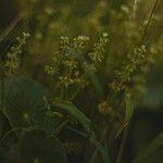 Hydrocotyle bonariensis Habitus