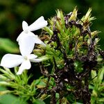 Phlox paniculata Kukka