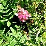 Onobrychis viciifolia 花