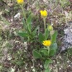 Doronicum clusii Květ