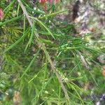 Grevillea rosmarinifolia Leaf