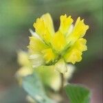 Trifolium dubium 花
