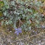 Lupinus bicolorLeaf