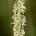 Sporobolus alterniflorus Λουλούδι