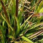 Luzula alpinopilosa Leaf