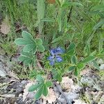 Lupinus micranthus Flower