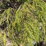 Plocama pendula Leaf