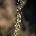 Thysanocarpus curvipes Blomma