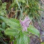 Mentha longifoliaΛουλούδι