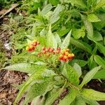 Asclepias curassavicaFlower