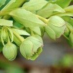 Helleborus foetidus Flor