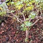 Jatropha gossypiifolia Habitat