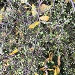 Corokia cotoneaster Fulla