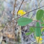 Trigonella esculenta Blad