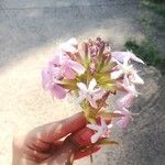 Saponaria officinalisFlower