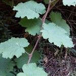 Rubus alceifolius Levél