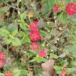 Lantana × strigocamara Flower