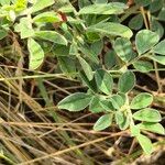 Indigofera volkensii Fuelha