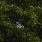 Guaiacum officinale Habit