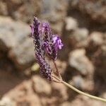 Lavandula coronopifolia Other