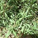 Amaranthus muricatus Blad