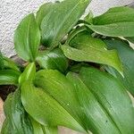 Aspidistra lurida List