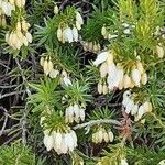 Erica carneaഇല