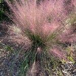 Muhlenbergia capillaris Alkat (teljes növény)