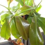 Nepenthes spp. Leaf