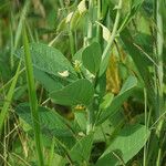 Crotalaria spectabilis Blad