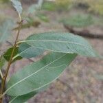 Salix alba Kita