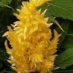 Celosia argentea Blüte