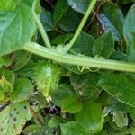 Marah fabacea Fruit
