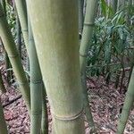 Phyllostachys edulis Rinde