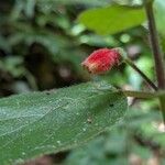 Kohleria tubiflora Flower