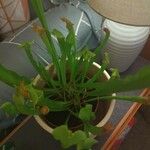 Sarracenia purpurea Blatt