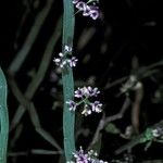 Carmichaelia australis Flower