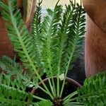 Asplenium prolongatum Hoja
