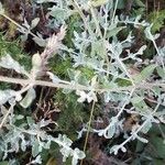 Teucrium marum Leaf