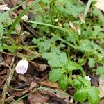 Nemophila aphylla Flor