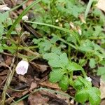 Nemophila aphylla Цвят