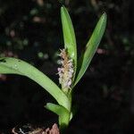 Polystachya stuhlmannii Flower