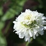 Scabiosa africana 花