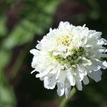 Scabiosa africana Lorea