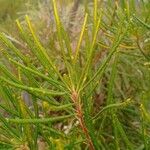 Banksia spinulosa Φύλλο