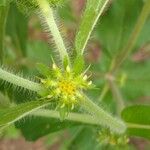 Acanthospermum hispidum Fruit