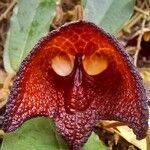 Aristolochia maxima Flower