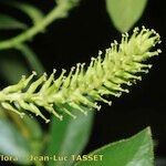 Salix pedicellata Gyümölcs