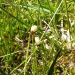 Juncus triglumis Floare