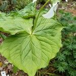 Trillium erectum برگ